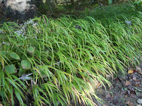 Hakonechloa macera