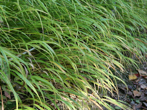 Hakonechloa macera