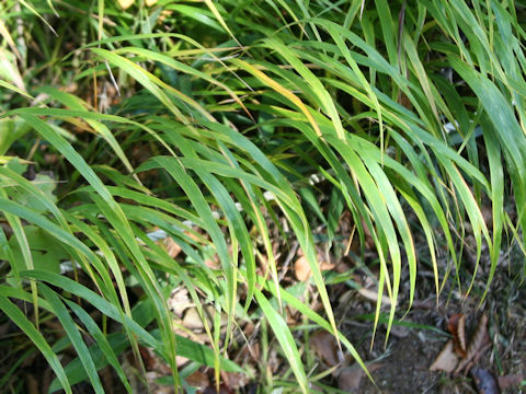 Hakonechloa macera