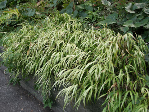 Hakonechloa macera cv. Aureola