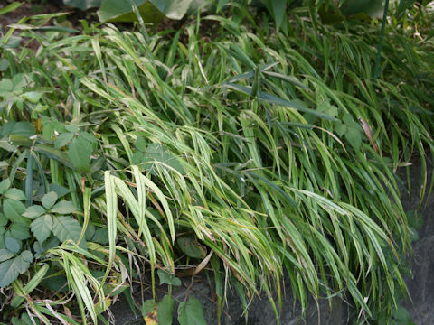 Hakonechloa macera cv. Aureola