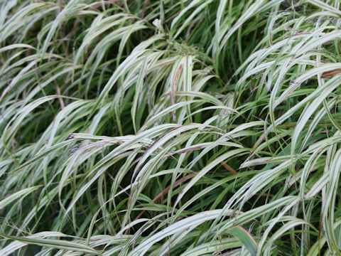 Hakonechloa macera cv. Aureola