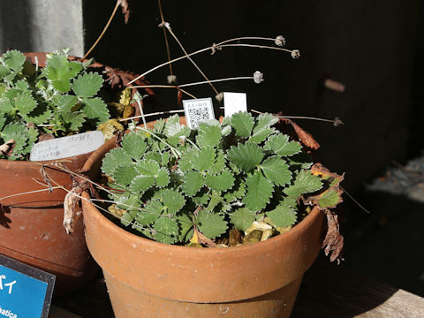 Potentilla nivea
