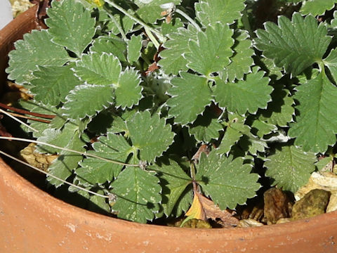 Potentilla nivea