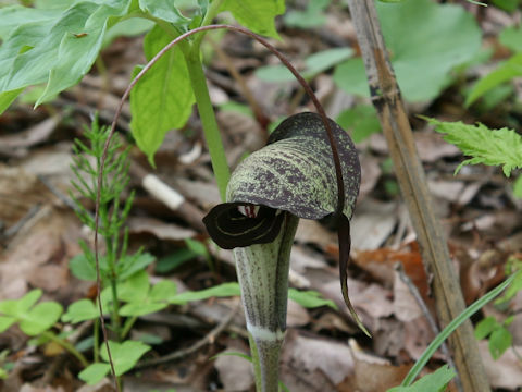 Arisaema thunbergii ssp. urashima