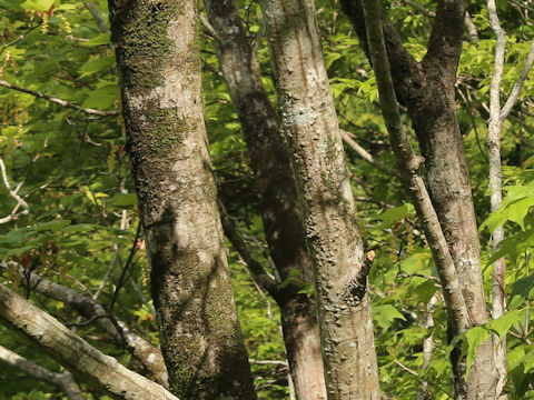 Acer rufinerve
