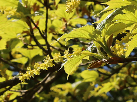 Acer rufinerve