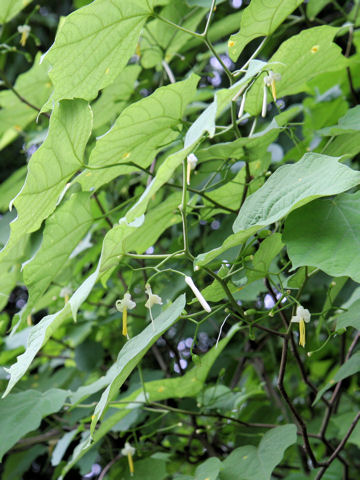 Alangium platanifolium var. trilobum