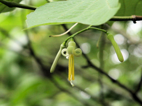 Alangium platanifolium var. trilobum