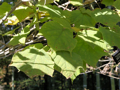 Alangium platanifolium var. trilobum