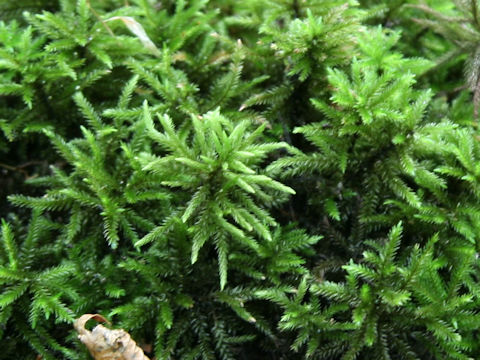 Sphagnum squarrosum