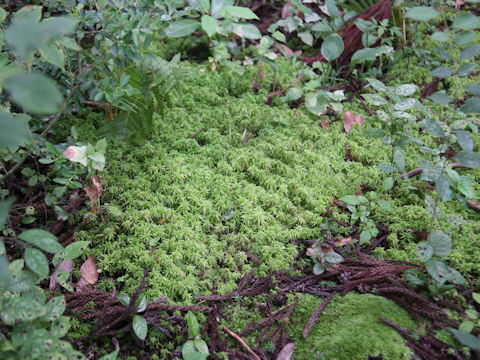 Sphagnum squarrosum