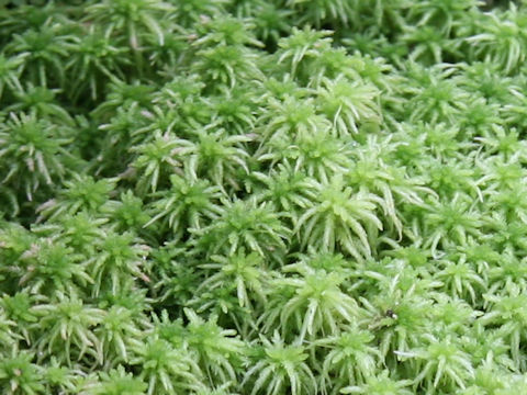 Sphagnum squarrosum