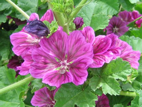 Malva sylvestris