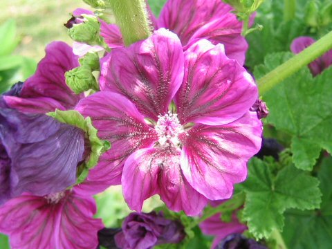 Malva sylvestris