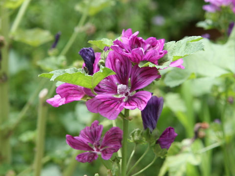 Malva sylvestris