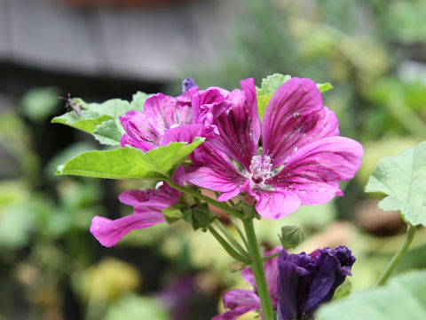 Malva sylvestris