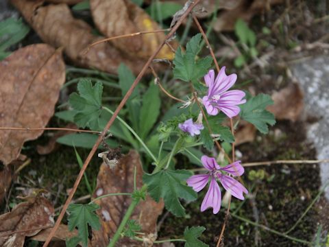 Malva sylvestris