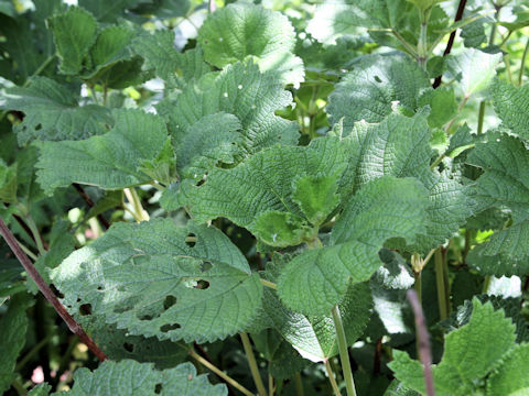 Boehmeria tenuifolia