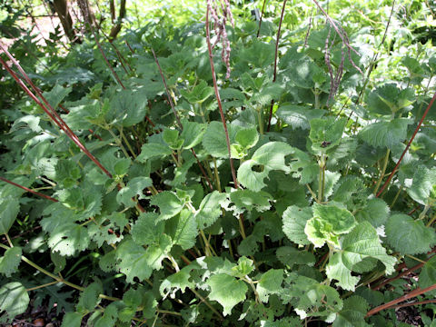 Boehmeria tenuifolia