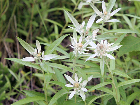 Leontopodium japonicum