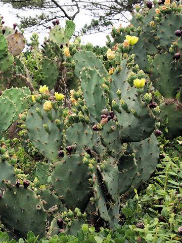 Opuntia sp.