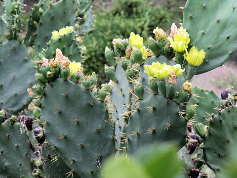 Opuntia sp.