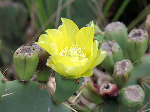 Opuntia sp.