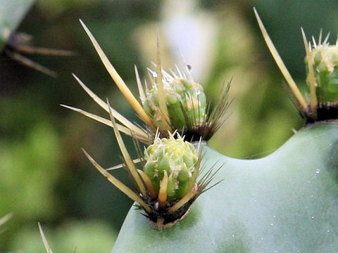 Opuntia sp.