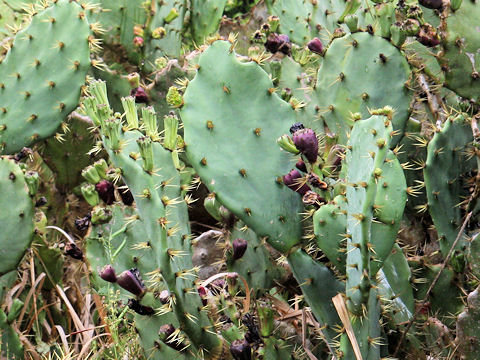 Opuntia sp.