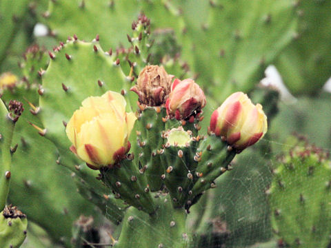 Opuntia sp.