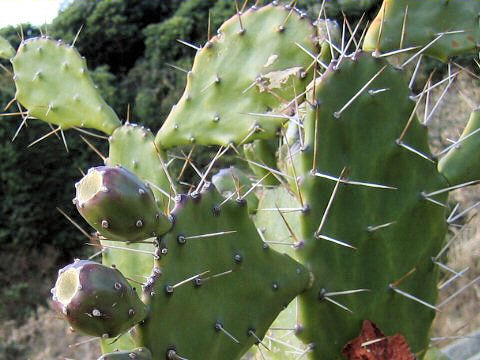 Opuntia sp.