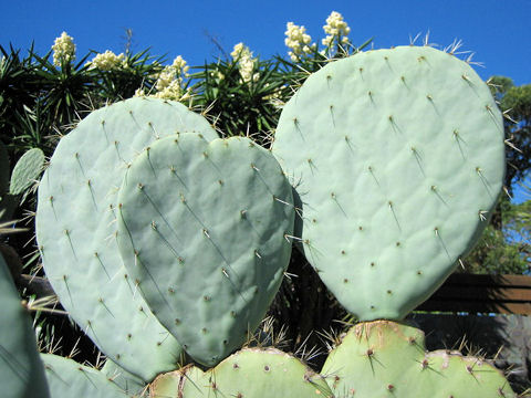 Opuntia sp.