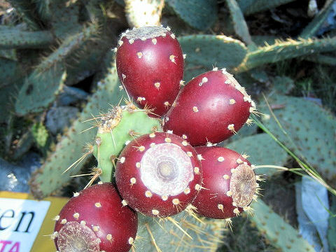 Opuntia sp.