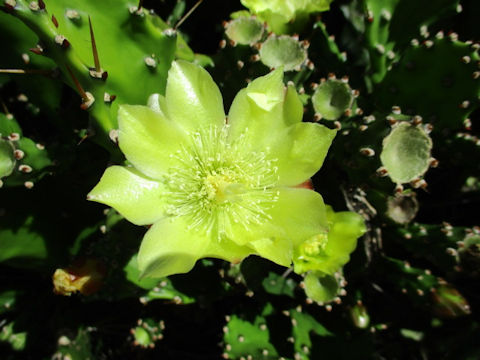 Opuntia sp.