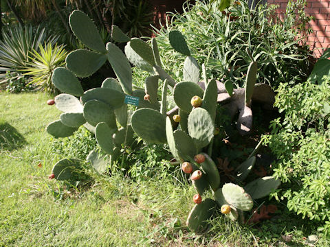 Opuntia sp.