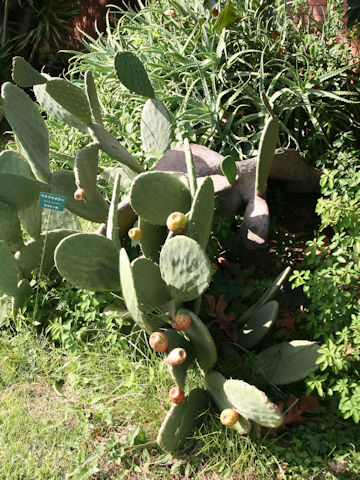 Opuntia sp.