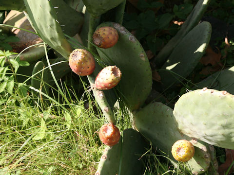 Opuntia sp.