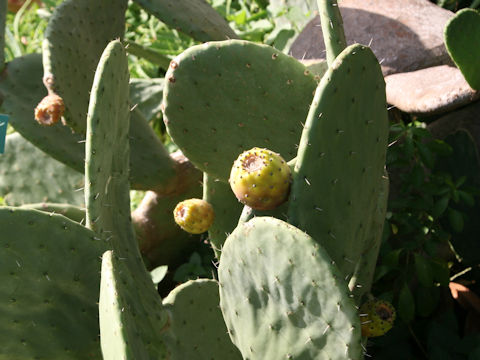 Opuntia sp.