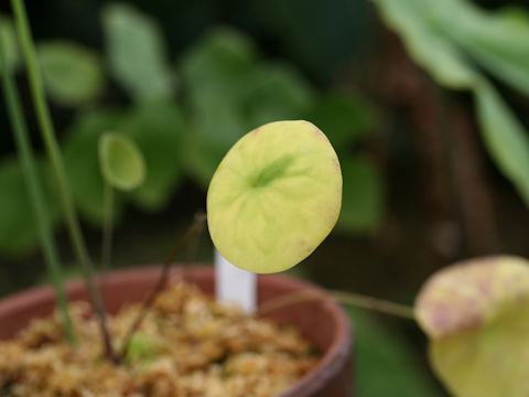 Utricularia  nelumbifolia