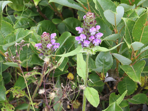 Prunella vulgaris ssp. asiatica