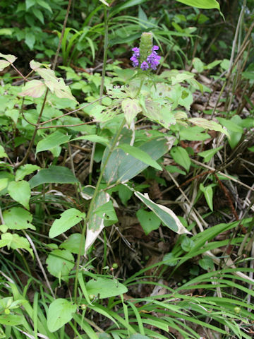 Prunella vulgaris ssp. asiatica