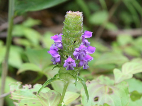 Prunella vulgaris ssp. asiatica