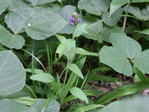 Prunella vulgaris ssp. asiatica