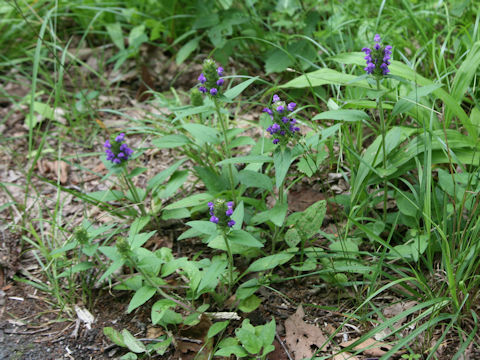 Prunella vulgaris ssp. asiatica