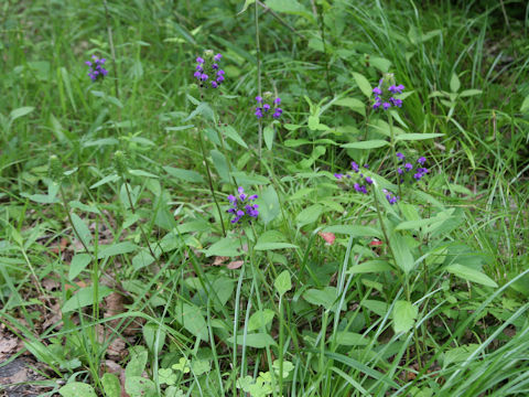 Prunella vulgaris ssp. asiatica