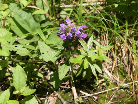 Prunella vulgaris ssp. asiatica