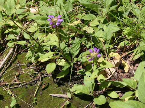 Prunella vulgaris ssp. asiatica