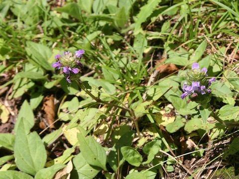 Prunella vulgaris ssp. asiatica