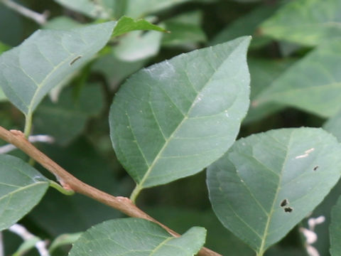 Deutzia crenata